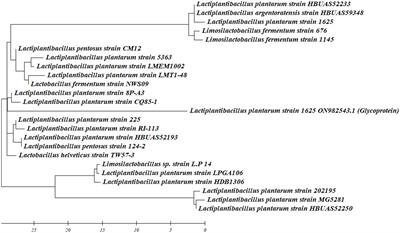 Unveiling the antimicrobial and antibiofilm potential of biosurfactant produced by newly isolated Lactiplantibacillus plantarum strain 1625